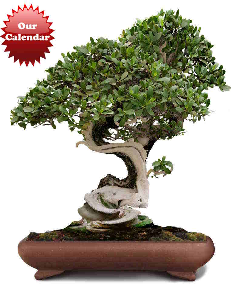 image of bonsai tree